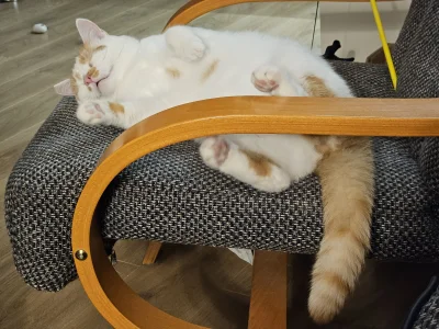 RicoElectrico - Ten to zawsze ma pozy 乁(♥ ʖ̯♥)ㄏ
#pokazkota