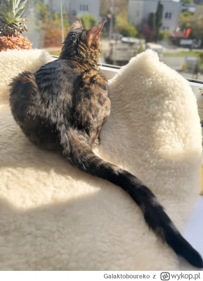 Galaktoboureko - #pokazkota #koty Monitoring działa, żadna mucha do mieszkania nie wp...