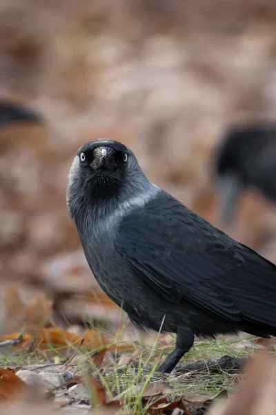 napiszenamirko - >Z przodu już nie tak majestatycznie, tak jak bielik amerykański. ( ...