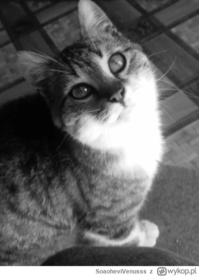 SoaoheviVenusss - Drogie Mirki i Mirabelki! Mój Koteł (ʘ‿ʘ)

#kot #pokazkota #kitku