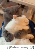 Pietruchoowy - #koty #kitku #depresja #frenpill
Chciałbym aby ktoś mnie tak tulnął (╥...