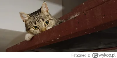 FatZgred - #koty Obserwacyjna Przylepka