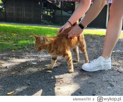elemenTH - Kto rano spaceruje ten koteła znajduje.

#koteczkizprzypadku #pokazkota