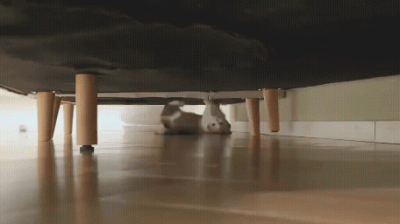 jestemtakizmeczony - spiderkot