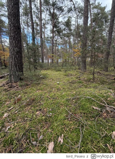 lord_Paueu - Dla uspokojenia oka i życia trochę zielonego widoku ᶘᵒᴥᵒᶅ
#grzyby #las