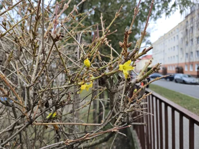 RicoElectrico - Ale @wybryk_natury - forsycja kwitnąca na początku zimy 
#rosliny #kw...