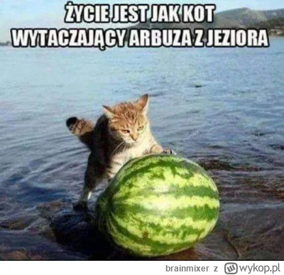 brainmixer - #przemyslenia #zycieismierc #koty