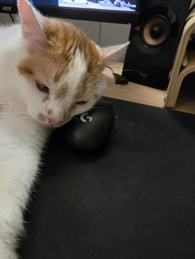 RicoElectrico - Złapał myszkę #pokazkota