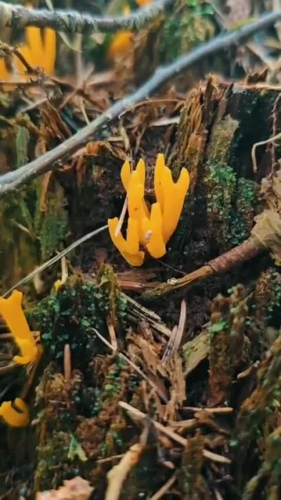 acidd - Ludzie z okolic #walbrzych #swiebodzice #swidnica może Wy poznajecie co to za...