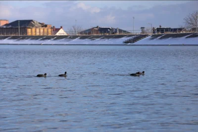 m.....u - #ptasiewybryki 
Dzisiaj na zbiorniku only nurogęsi (dwa samce i samica) ora...