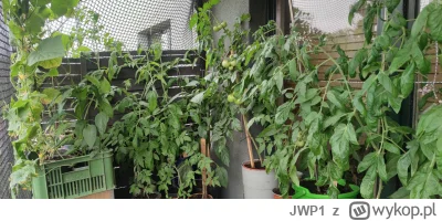 JWP1 - Balkon :) lepsze plony będę miał w tym roku z balkonu niż z działki... XD
#ogr...