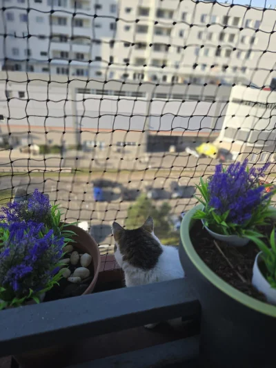 Solsith - #pokazkota #spaslak na was kuka( ͡°( ͡° ͜ʖ( ͡° ͜ʖ ͡°)ʖ ͡°) ͡°)