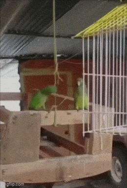 wfyokyga - Papug nieeee