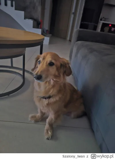 Szalony_Iwan - #pies #Zalesie 
Na wstępie zanacze, ze nie jestem jakimś psiarzem fana...