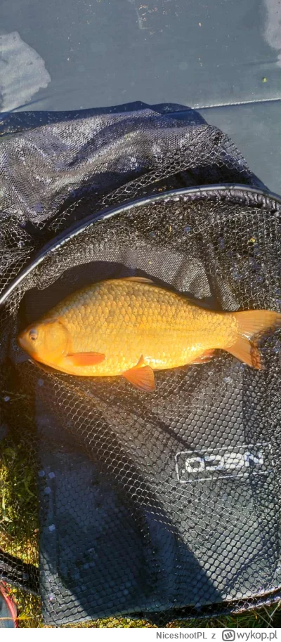 NiceshootPL - #wedkarstwo polski złoty karaś 35cm, a nie ten chiński srebrny gównojad