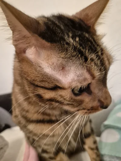 Lujdziarski - #pokazkota #dziarskikacperek Nawet nie wiem kiedy, ale stary w końcu ws...