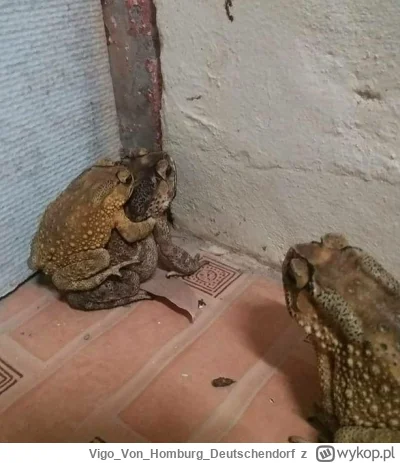 VigoVonHomburg_Deutschendorf - #p0lka