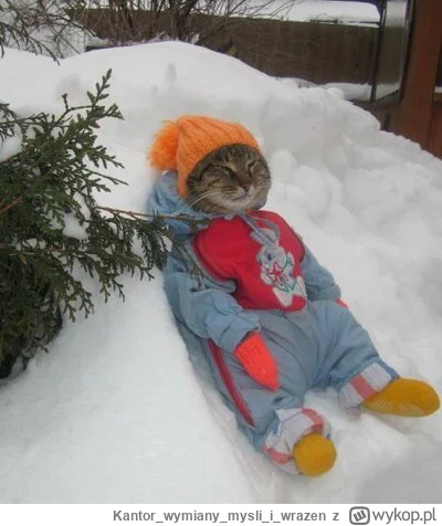 Kantorwymianymysliiwrazen - @wybryk_natury: Dołączam. ¯\ᶘᵒᴥᵒᶅ/¯