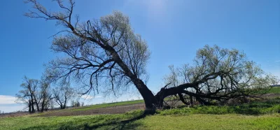 Uuroboros - Drzewo postrzelone piorunem z nieba