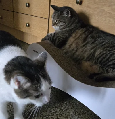 Solsith - @BAMBARILLO: 0,5kg różnicy dla bułk. Spaślak jest mniejszy¯\(ツ)/¯