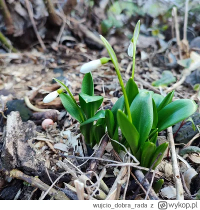 wujciodobrarada - Zdjęcie z Podlasia 01.02.25