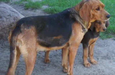 cacum3 - >ogar dupe

@saintie: masz