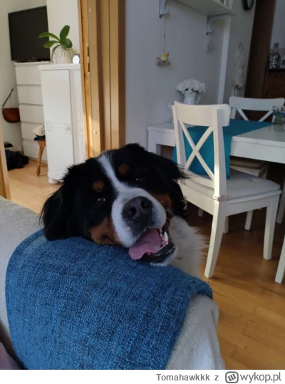 Tomahawkkk - Niedziela wieczór i humor gitówa (｡◕‿‿◕｡)

#pokazpsa #psy