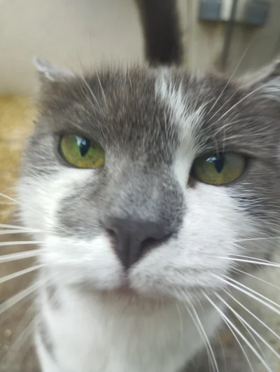 sosiwoczostkowe - Buziaczek dla ciebie

#koty #zwierzaczki