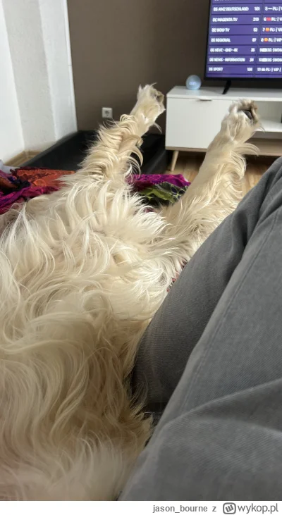 jason_bourne - @LamajHarma mam tego po lewej, a też czasami zachowuje się jak dzik po...