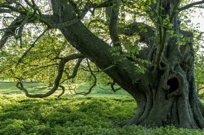 Apaturia - Rekordowy kasztanowiec. Prawdopodobnie największym kasztanowcem w Europie,...