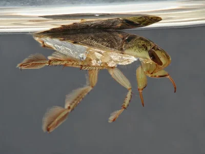 Apaturia - Wodny pożeracz. Żyrytwa pluskwowata (Ilyocoris cimicoides) to jedyny wystę...