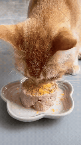 jestemtakizmeczony - #smiesznekotki 🧵

SPOILER