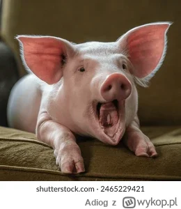 Adiog - ale kwik świń na tagu xDDDDDDDDD za każdym wporwadzonym dodatkiem xDDD
#nieru...