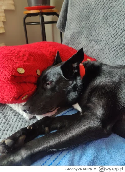 GlodnyZNatury - Dajcie mi spokój