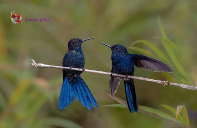 Lifelike - Lordzik królewski (Heliangelus regalis)
Autor
#photoexplorer #fotografia #...