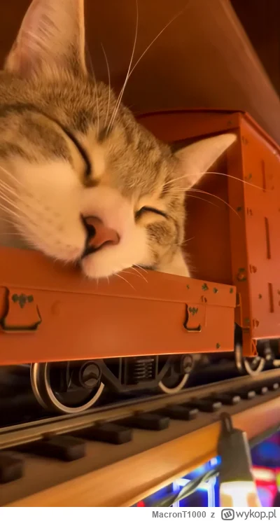 MacronT1000 - #bezczelnekotkiwchodzacenamakietykolejowe #koty #kitku 

Zajmujcie kusz...