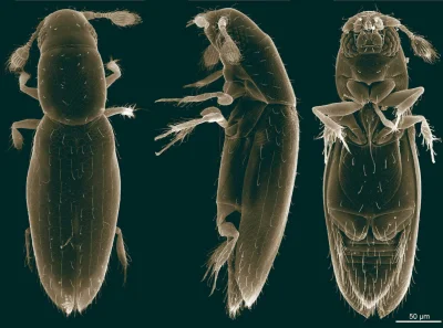 Apaturia - Najmniejszy chrząszcz świata. Najmniejszym znanym nauce chrząszczem - a za...