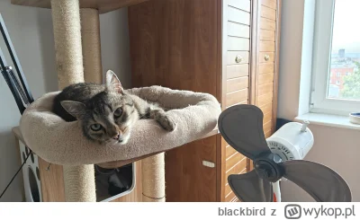 blackbird - #akin pierwszy raz, dokładnie po 90 dniach,
spał poza klatką, chyba zadow...