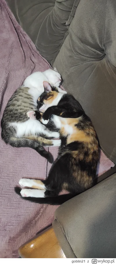 goblin21 - Kociaki mówią #dobranoc 
#pokazkota