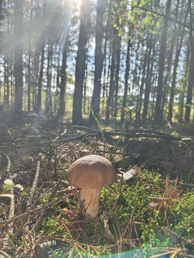 ProstyKrzywy - #zdjecia #las #grzyby #grzybobranie #tworczoscwlasna
