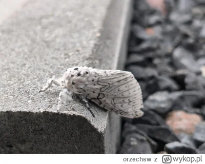 orzechsw - @WLADCA_MALP: Ja ostatnio takiego upolowałem: