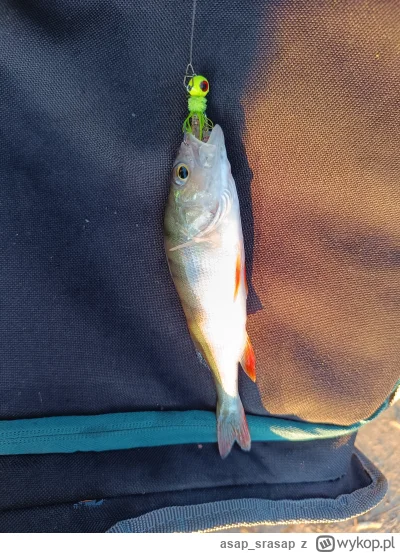 asap_srasap - #wedkarstwo agresywne bydle. dwie godziny łażenia, żeby takiego potwora...