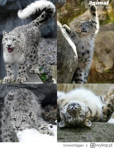 GraveDigger - Irbis śnieżny/śnieżna pantera ((Panthera uncia)
#zwierzaczki #zwierzeta...