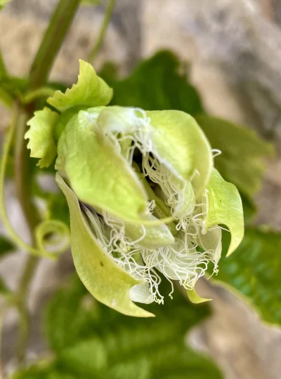 asdfghjkl - Przegląd roslinności:
- marakuja zamkneła kwiat...to oznacza, że został z...