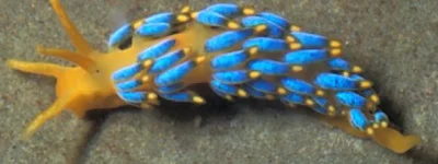 Apaturia - Cukierkowy ślimak. Wyjątkowo kolorowy ślimak morski Trinchesia speciosa (i...