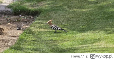 Freyu77 - @Iwan_Szatow: i ja, i ja! :D