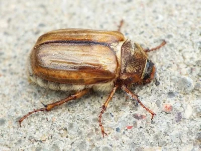 ArezinaR - Jeśli się zastanawiacie jak się nazywa ten pierdołowaty chrząszcz, który z...