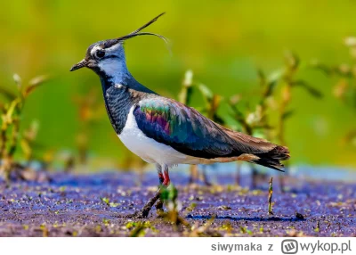 siwymaka - Czajka.
#ptakiwmoimobiektywie
#ptaki #fotografia #ornitologia