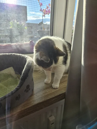 Solsith - Jednak nie¯\(ツ)/¯