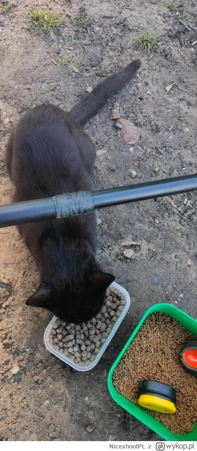 NiceshootPL - @NiceshootPL: i taka przybłęda z okolicznej wioski #koty #pokazkota